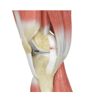 Arthroscopic Reconstruction of the Knee for Ligament Injuries