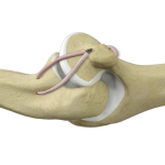 UCL Reconstruction 